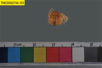 藏品(短指和尚蟹)的圖片